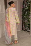 Rangrasiya Lily Florence Summer Edition
